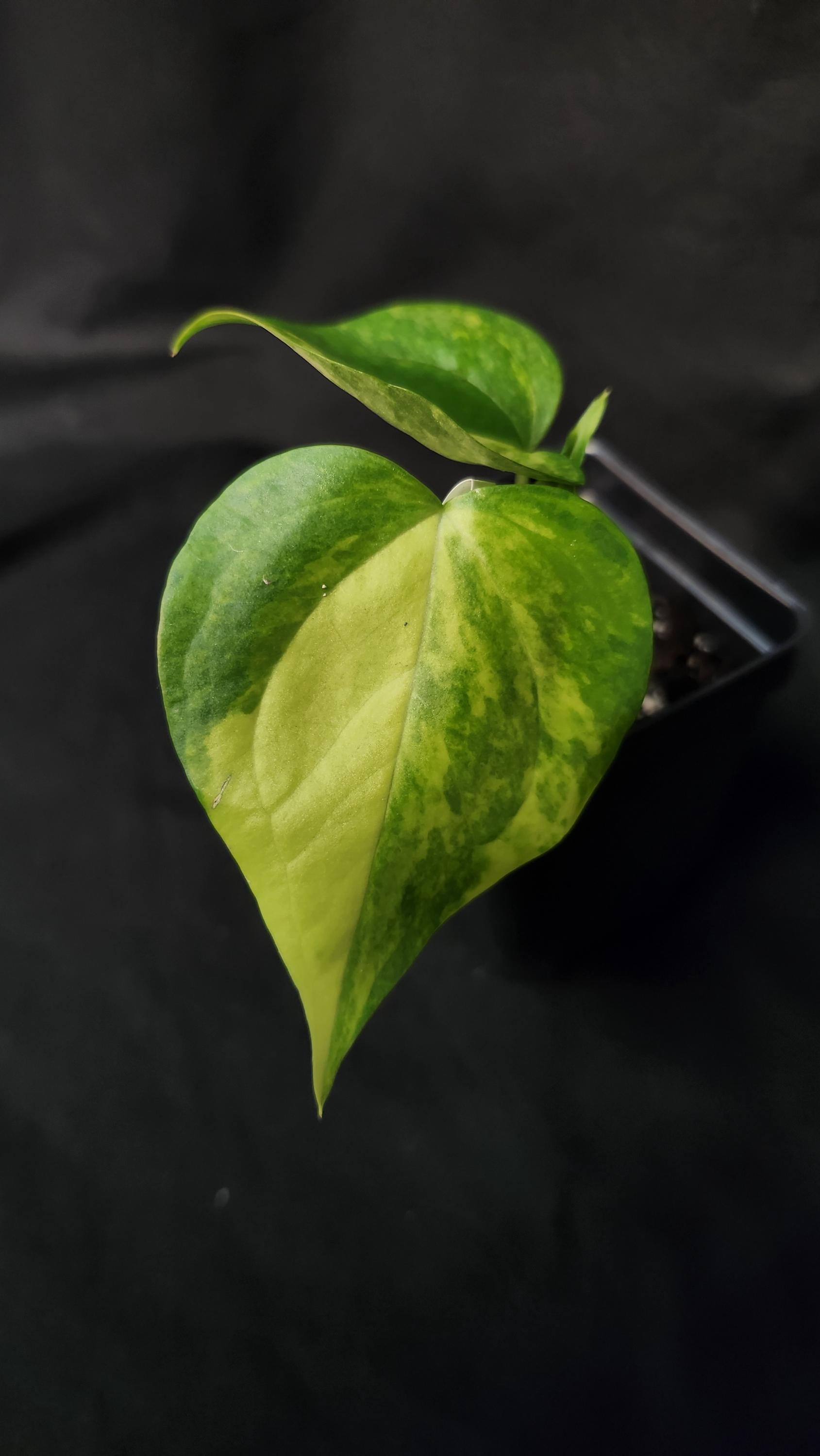 Anthurium Megatron X Anthurium Domino Variegated (*rare Item*) - Etsy