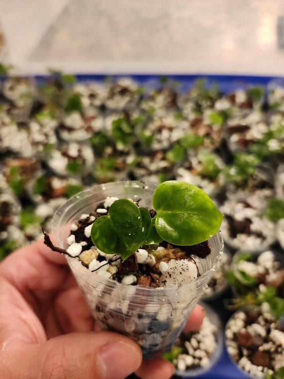 Anthurium (dark Ace of Spades X Wonderboy) X (red Crystallinum X