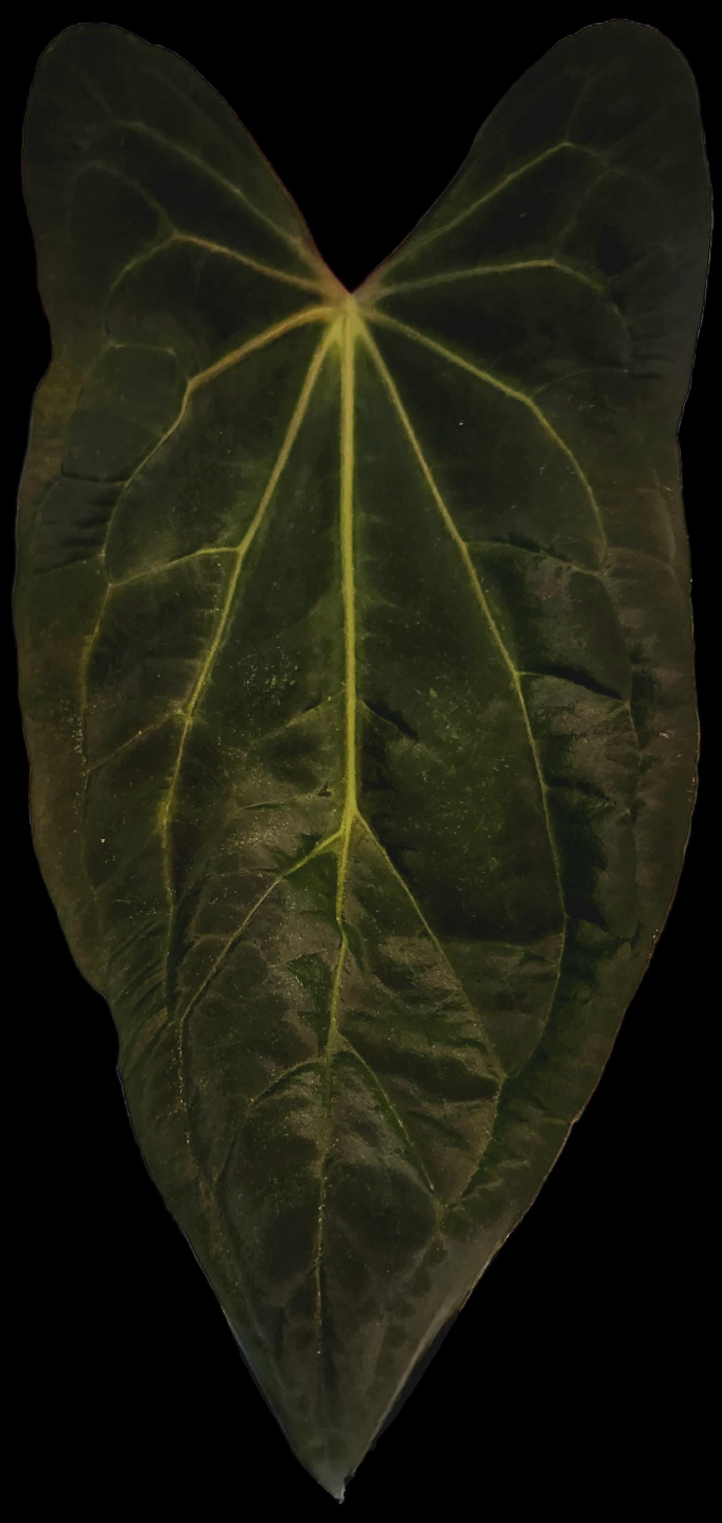 Anthurium (NSE Portillae X Pap) X Scott's Papillilaminum - Etsy