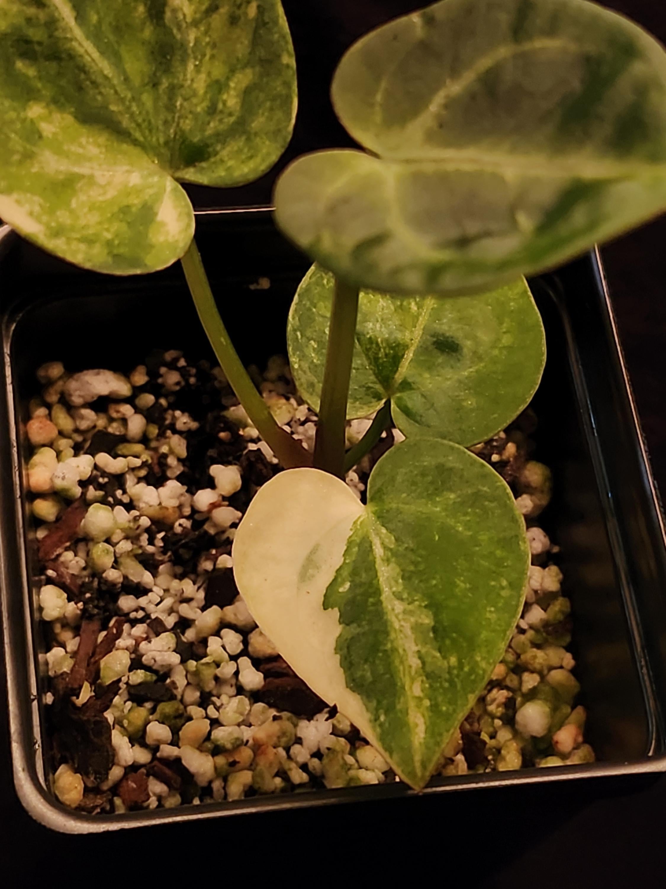 蘑*o様 アンスリウム King of Spades x Red Crystal Anthurium King of Spades x Red Crystallinum — Aroidasia