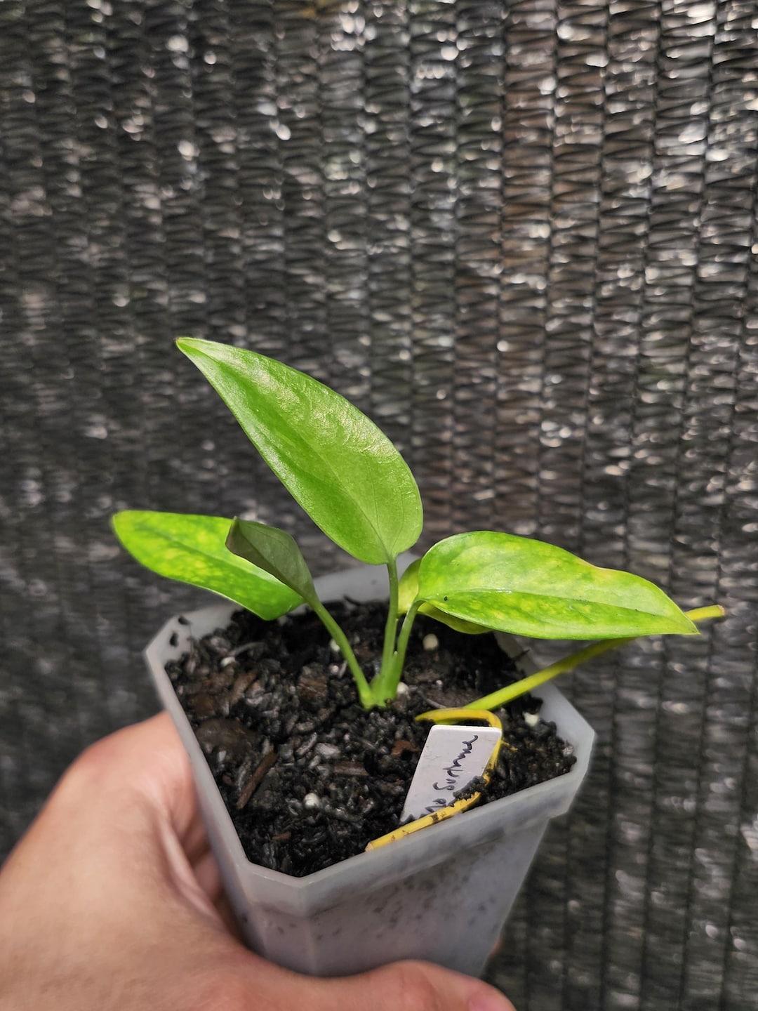 java fern plant Narrow Leaf Java Fern main image 1