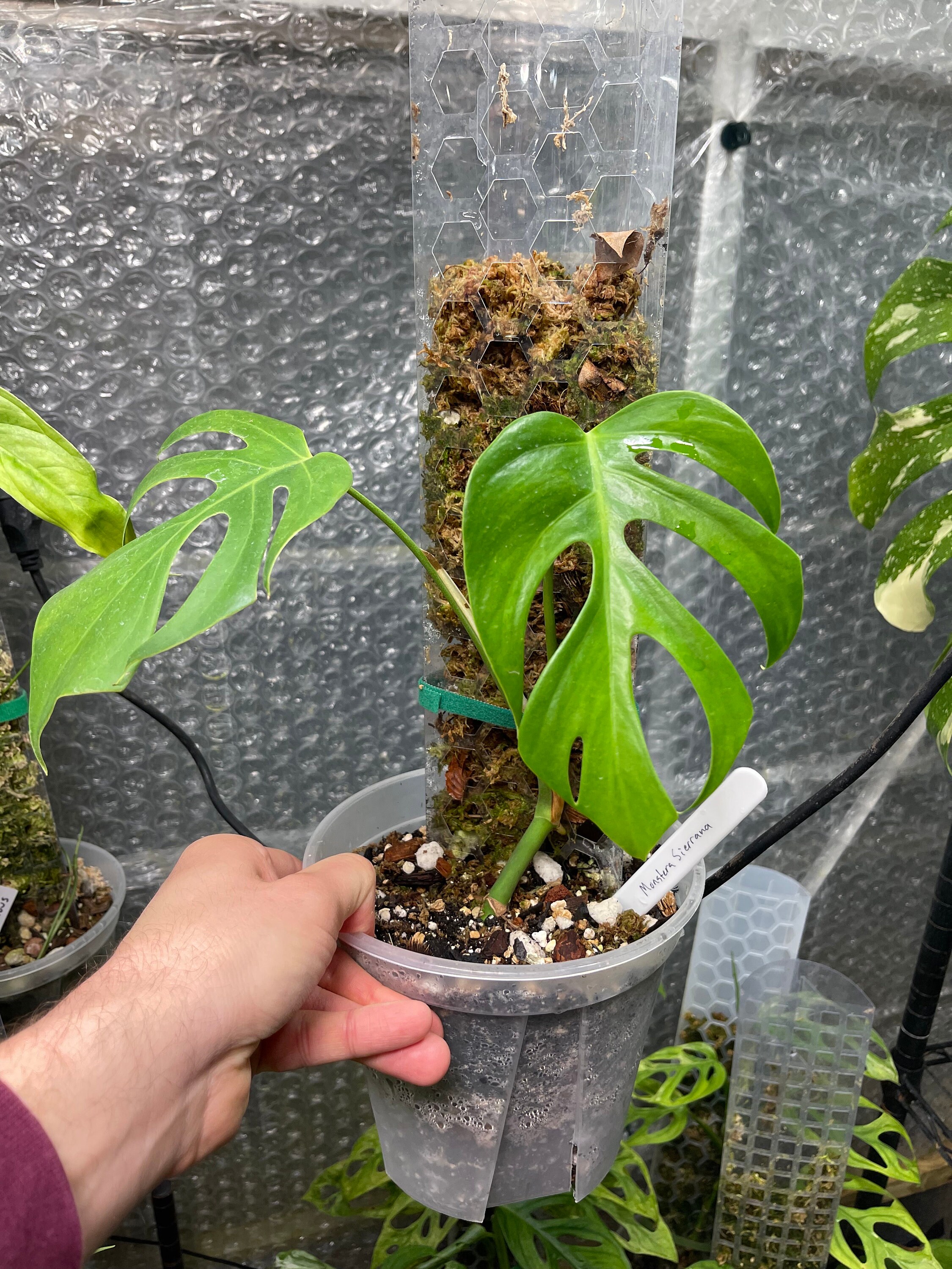 Monstera Deliciosa Var. Sierrana - Etsy Canada
