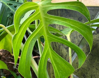Monstera Deliciosa Sierrana Hawaiian Form - Etsy