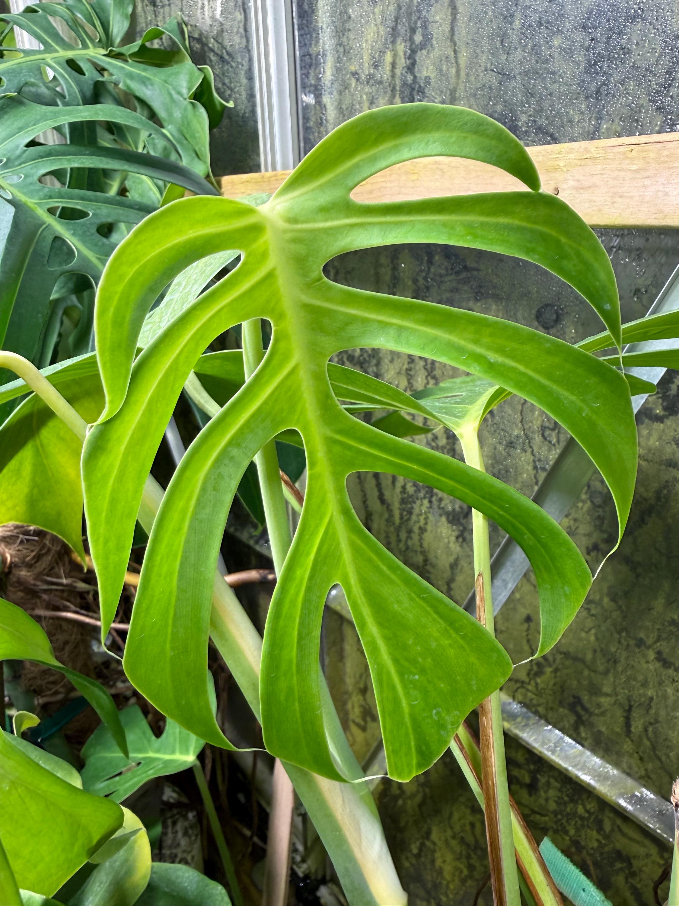 philodendron florida green Philodendron Florida Green main image 0