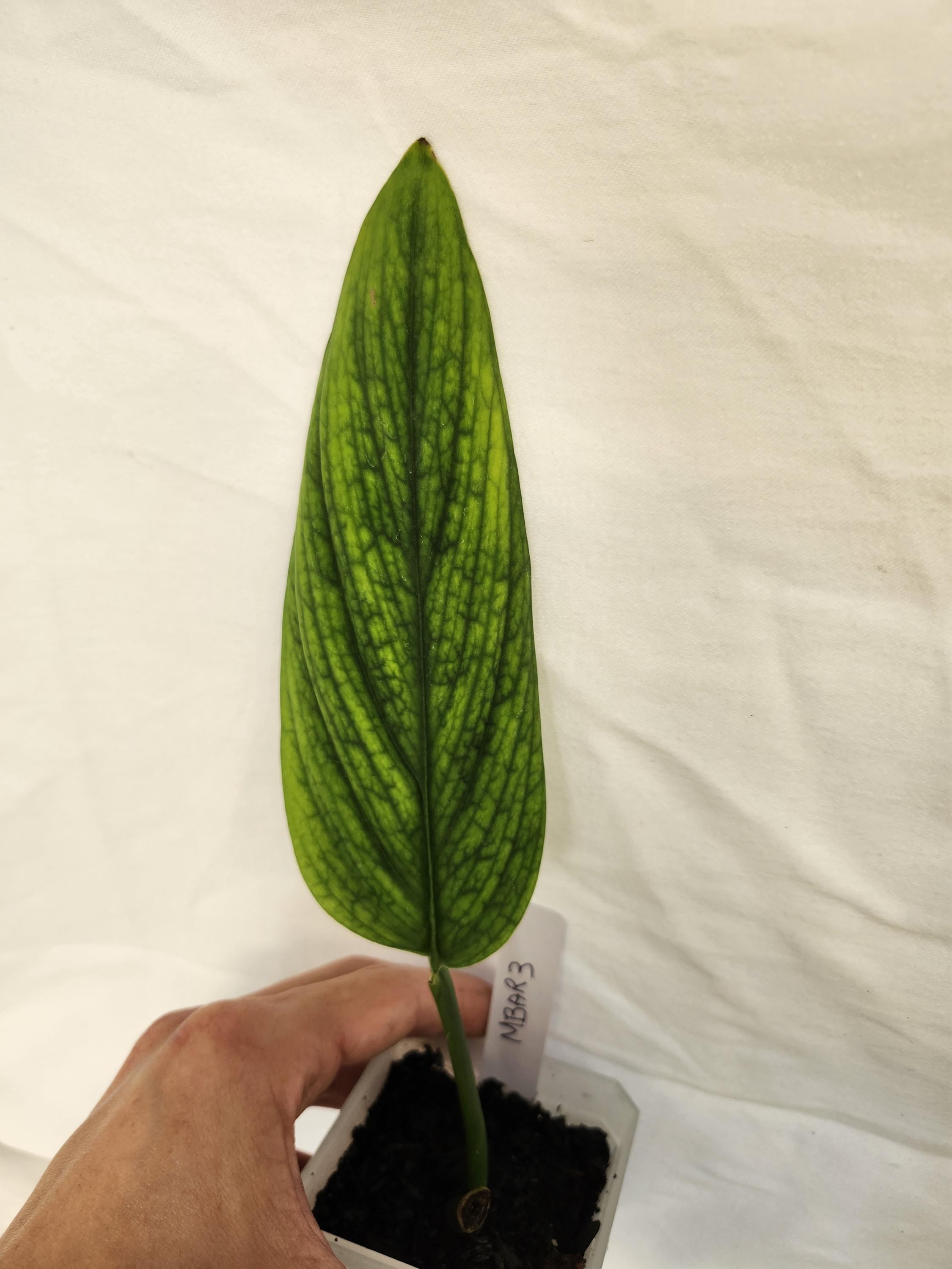 Monstera Barrieri - Etsy