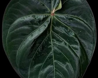 Anthurium Hoffmanii x (BVEP x Forgetii)