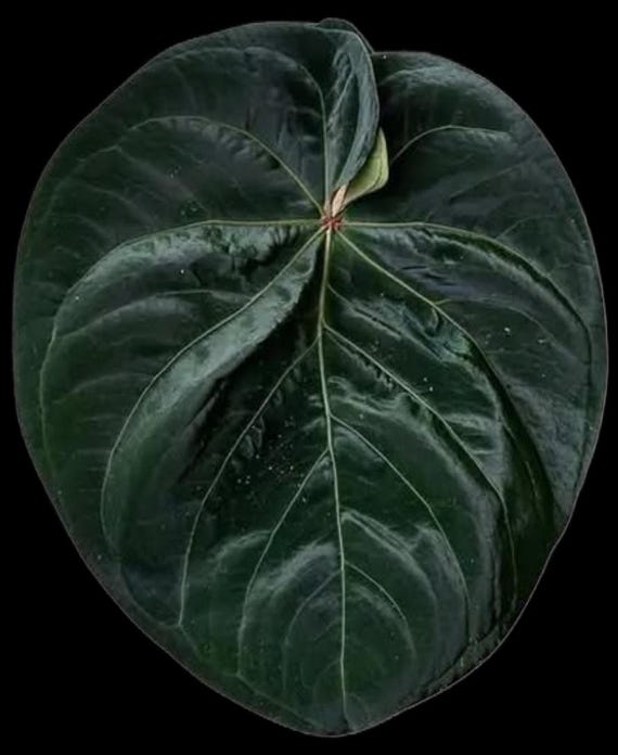 Anthurium Hoffmanii X (BVEP X Forgetii) - Etsy
