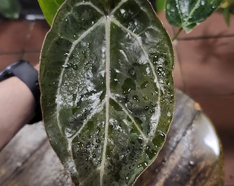 Anthurium Black CrystalxMag x Ree Garden's Papillilaminum