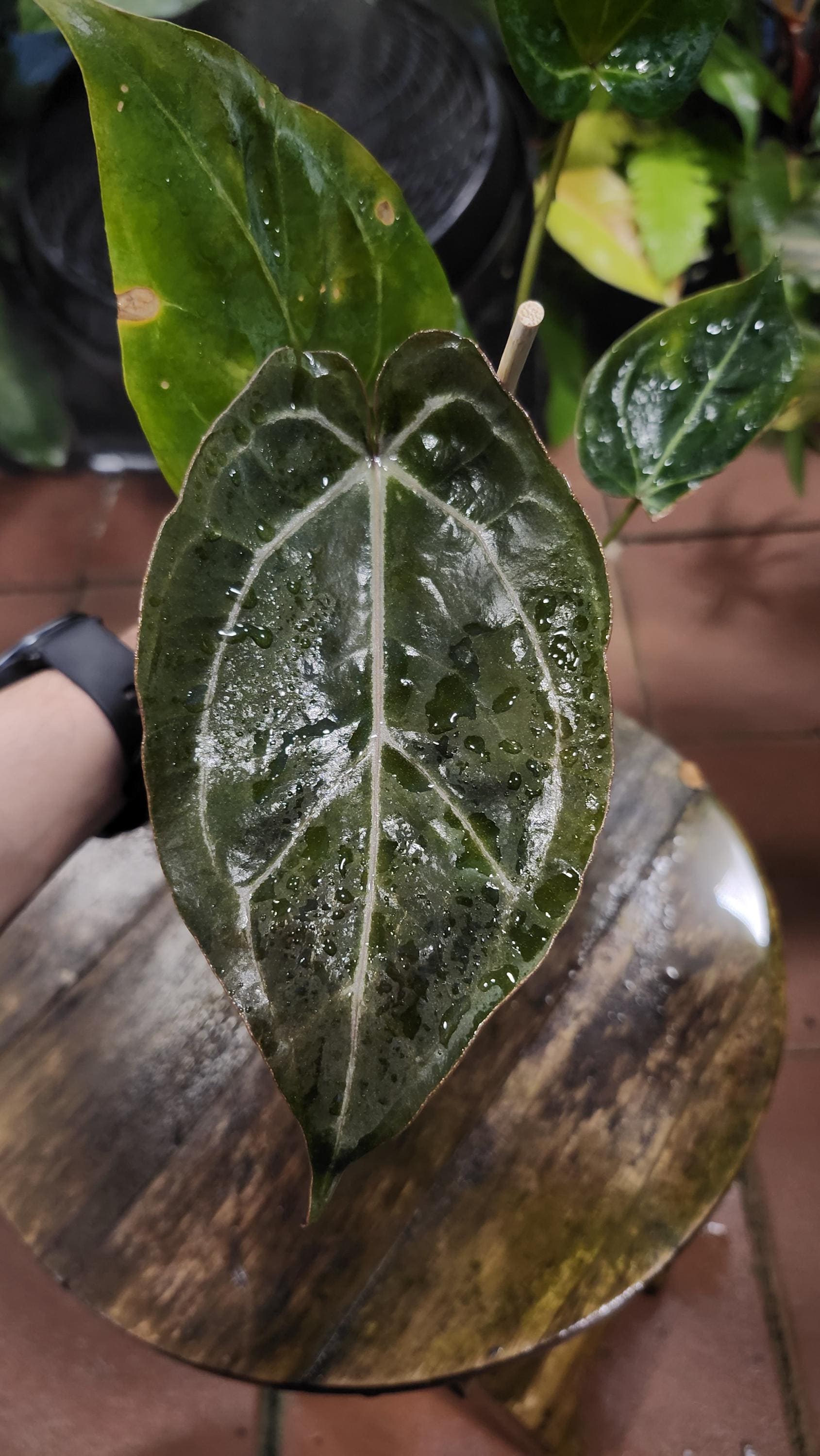 air purifying plants indoor low light 10-pk Live Neon Pothos, Epipremnum aureum 'Neon', Air Purifying Indoor Plant, Low Light Houseplant, Easy Care Plant, 4-inch Pot(s)