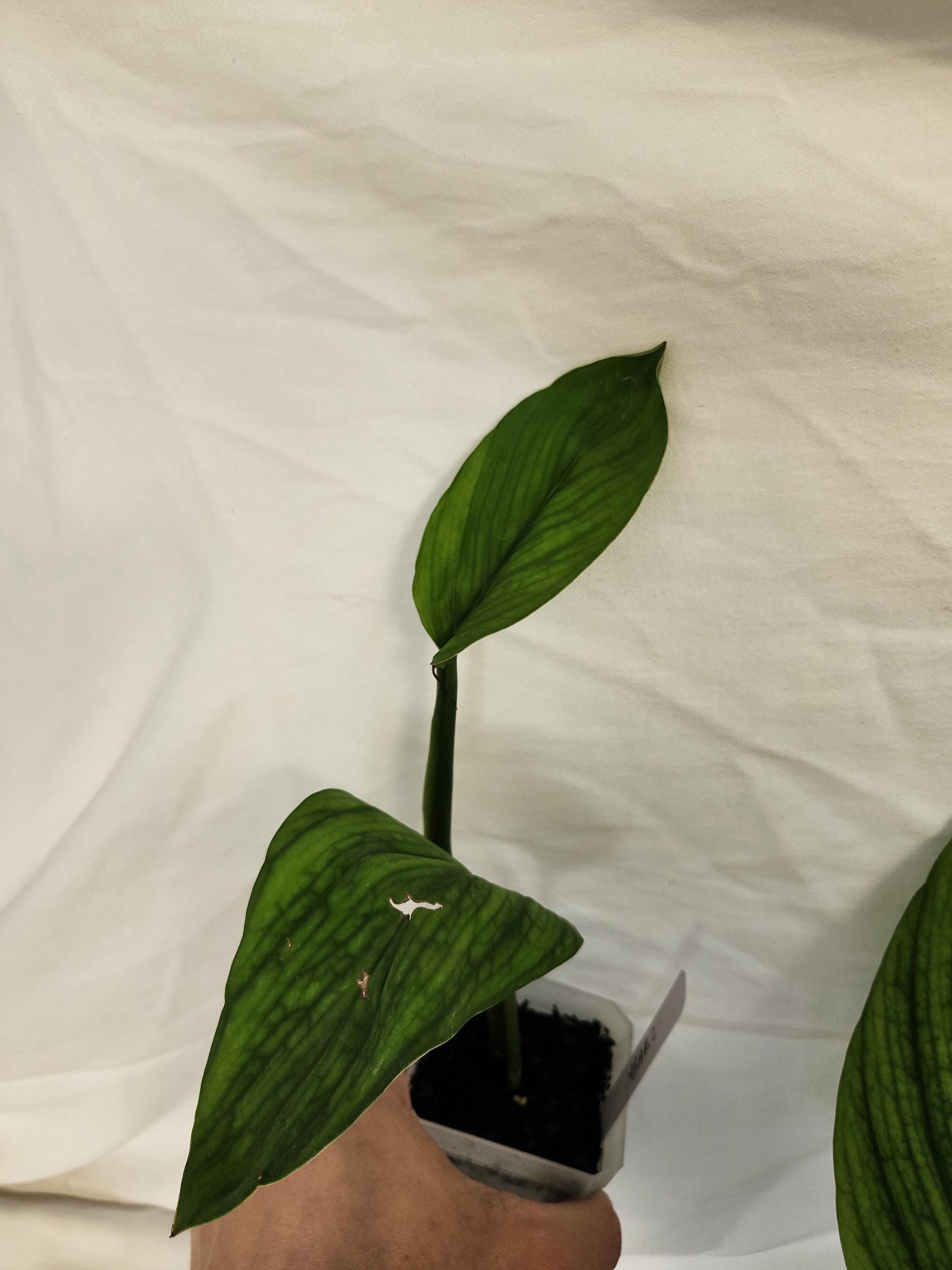 Monstera Barrieri - Etsy