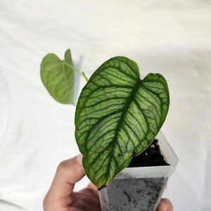 Monstera Siltepecana El Salvador - Etsy