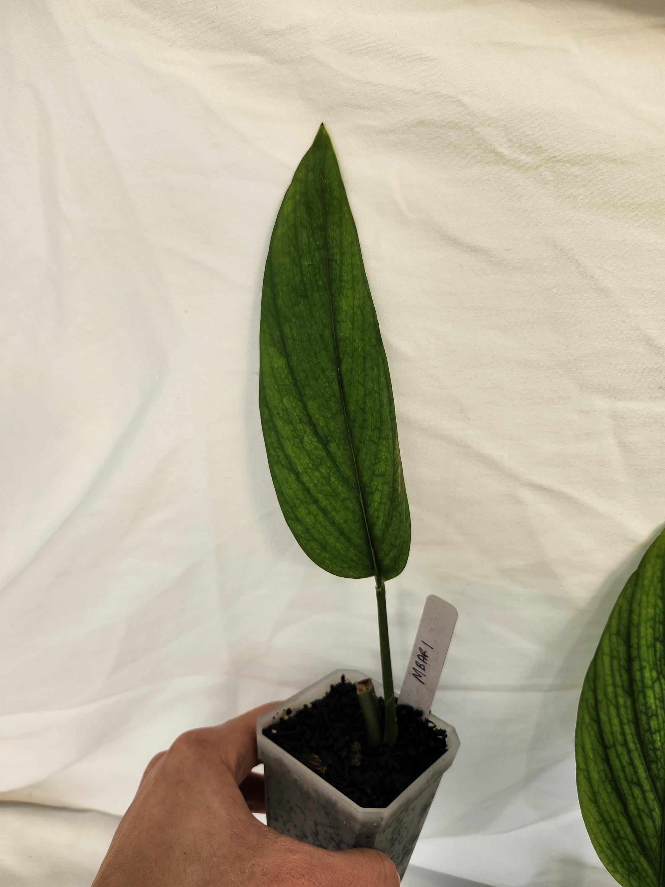 Monstera Barrieri - Etsy