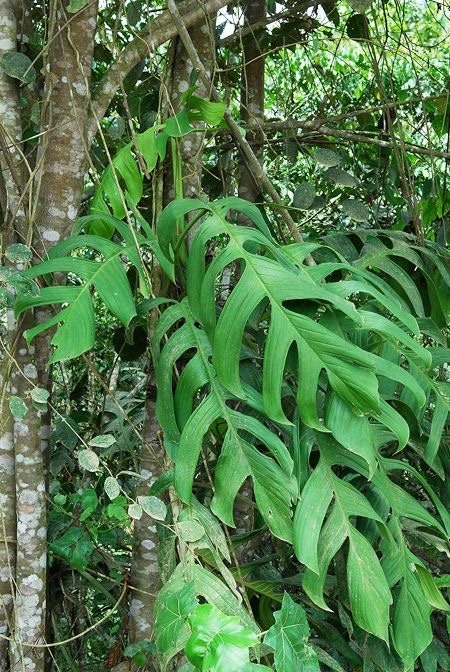 monstera monkey leaf gelbe blätter Monstera Adansonii 'Monkey leaf'| Kaufen Sie seltene Pflanzen online –  Ormbunker main image 0