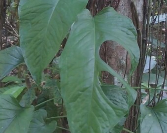 monsters deliciosa Monstera deliciosa