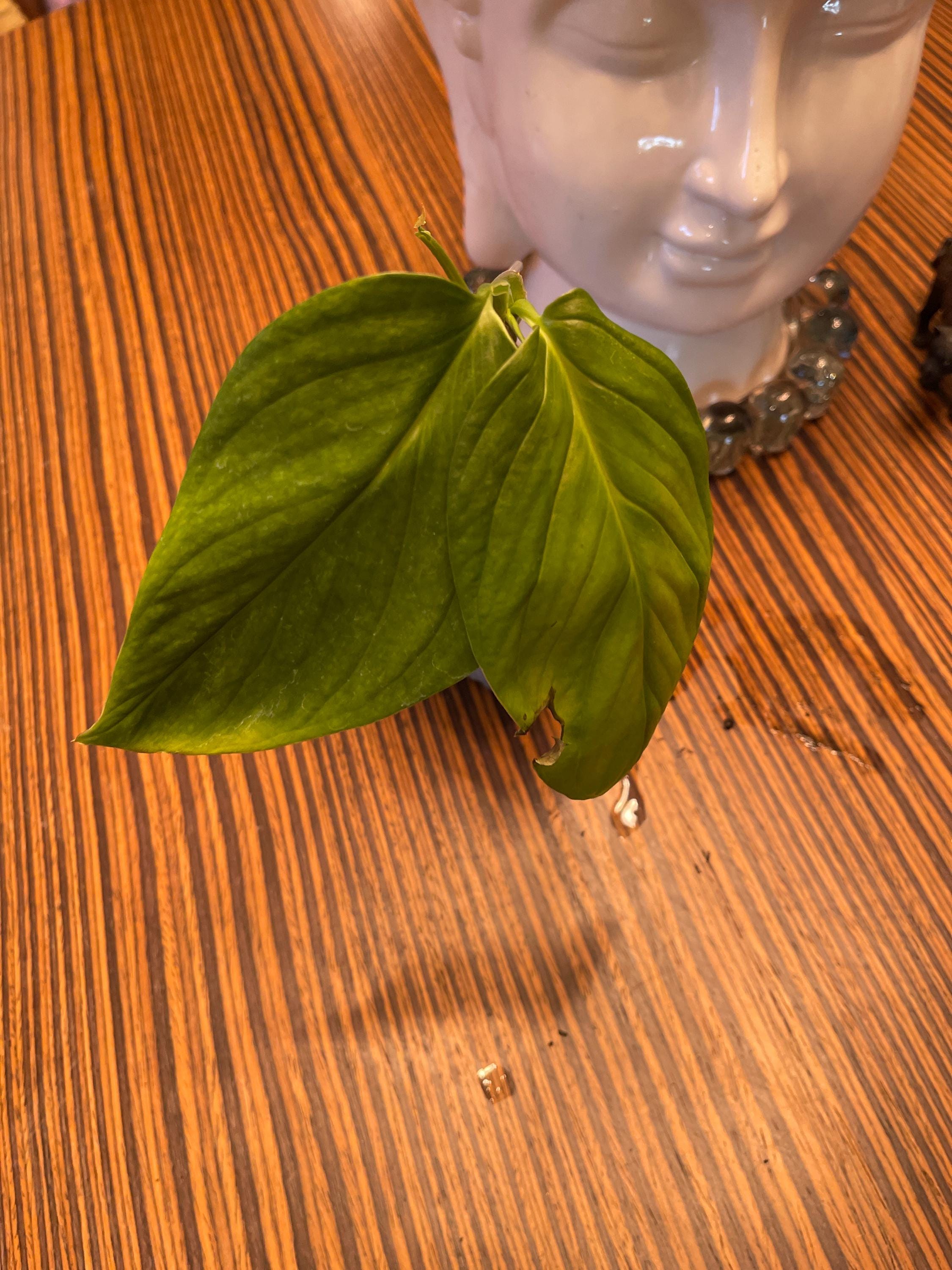 Monstera Xanthospatha - Etsy