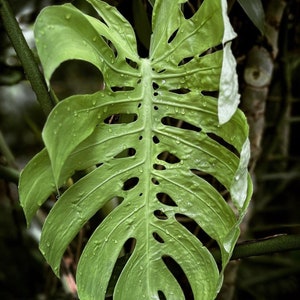 borsigiana monstera Monstera deliciosa var. borsigiana 'Albo Variegata'  Garden Treasures  Nursery