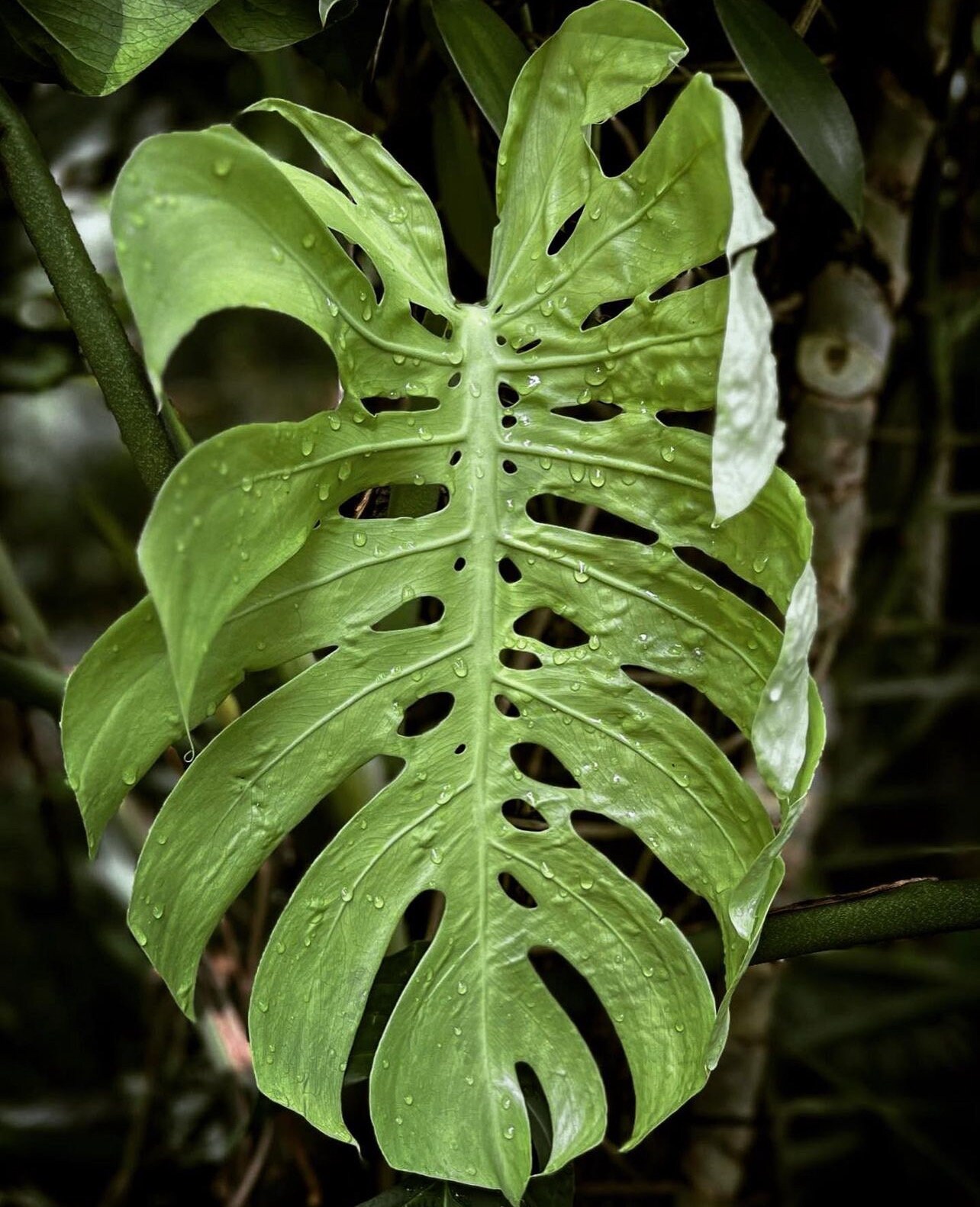 a*i様 【超希少】Monstera deliciosa'Macrocosm'マ a*i様 【超希少】Monstera deliciosa'Macrocosm'マ - メルカリ