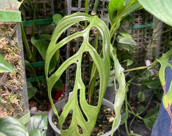 Monstera Praetermissa Starters (multiple Plants!) - Etsy