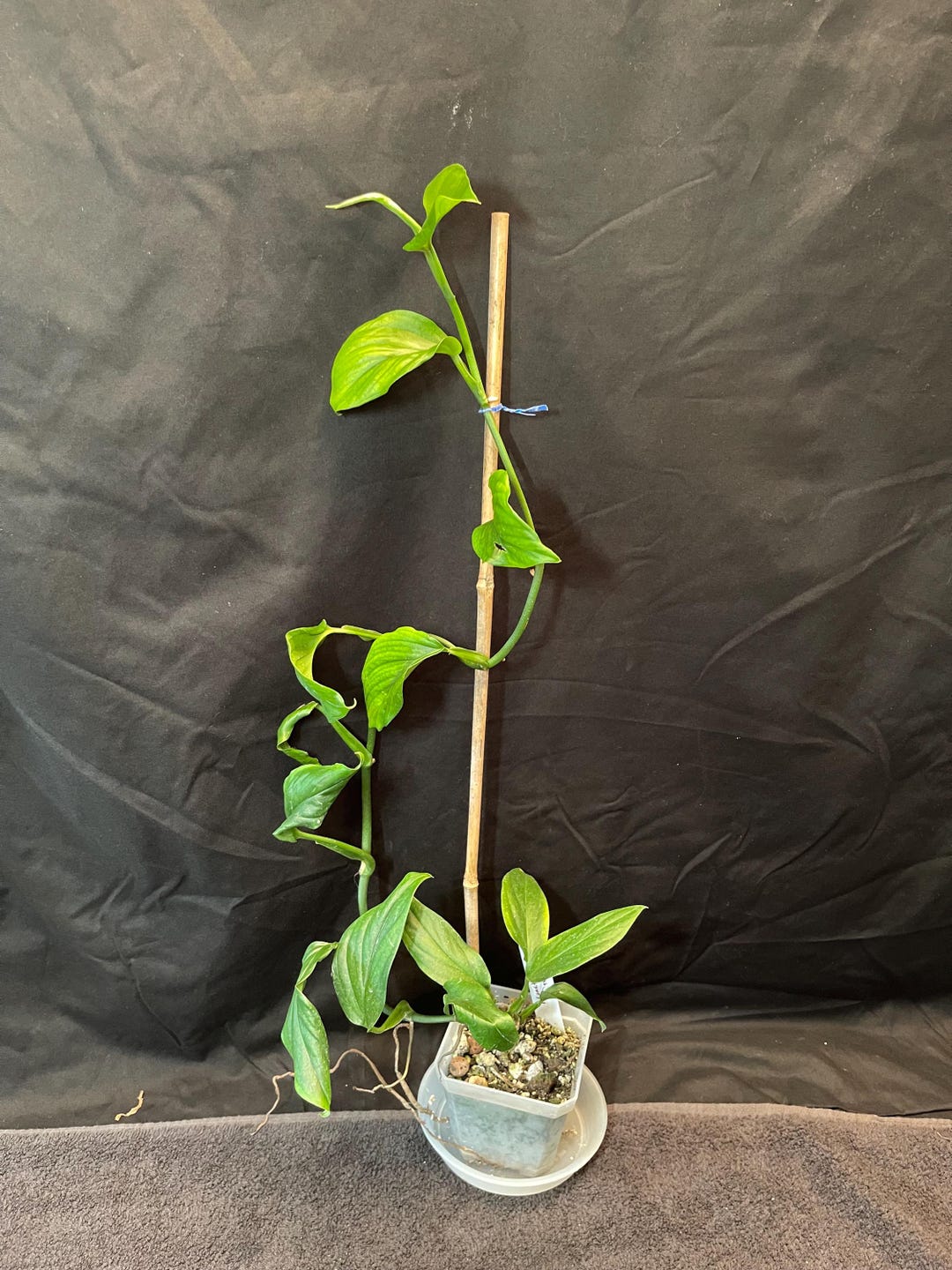 monstera 100 cm BUSH MONSTERA 8in – Watters Garden Center