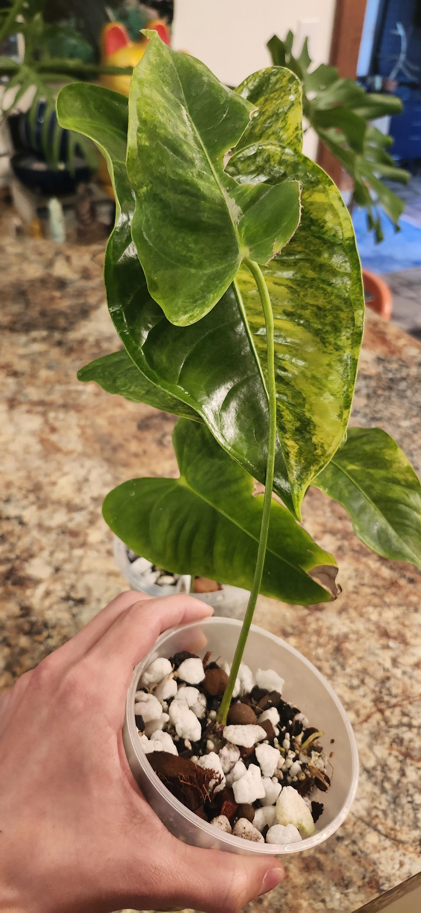 amazonica alocasia polly Alocasia Polly African Mask