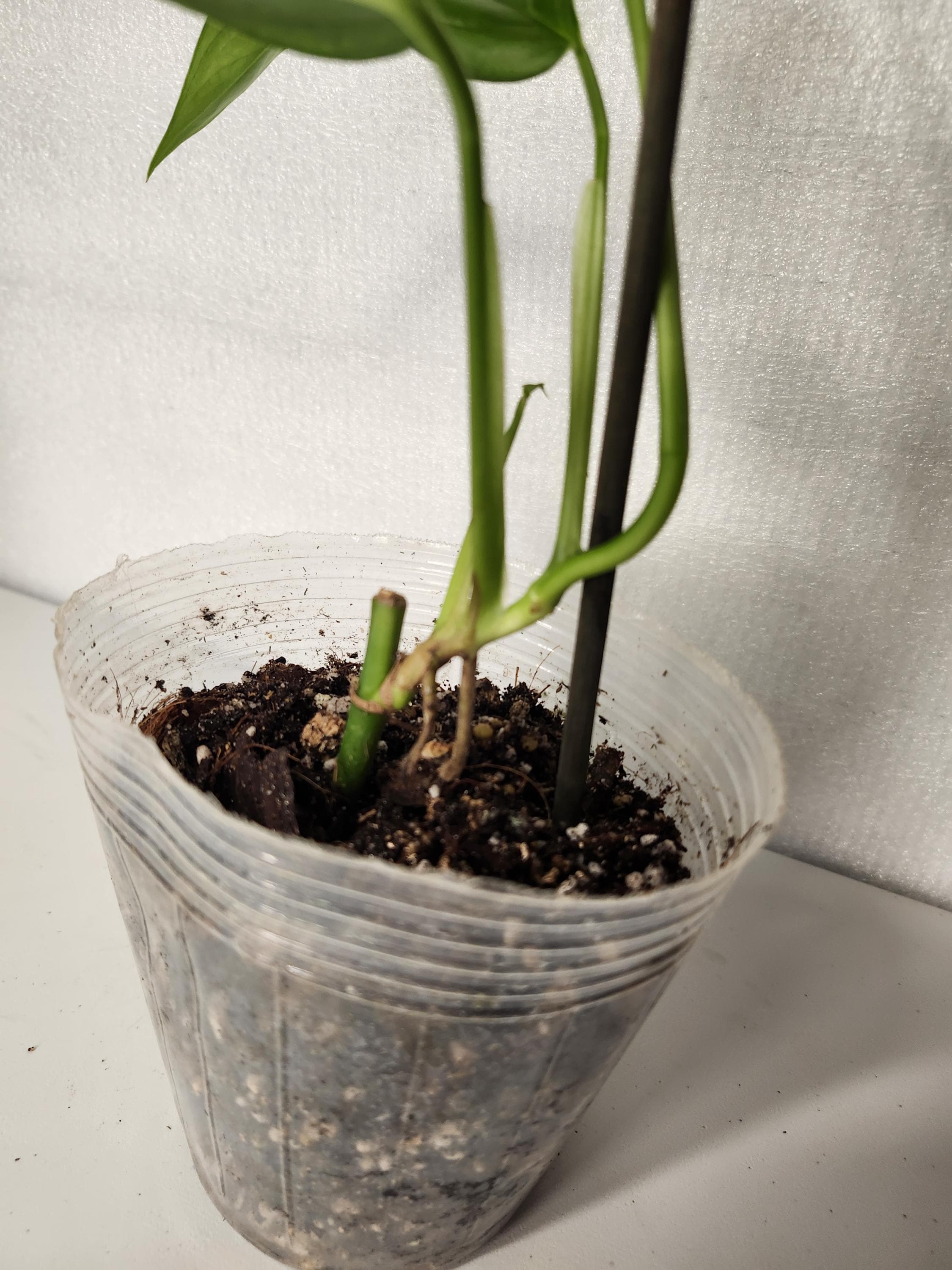 Monstera Obliqua Napo - Etsy