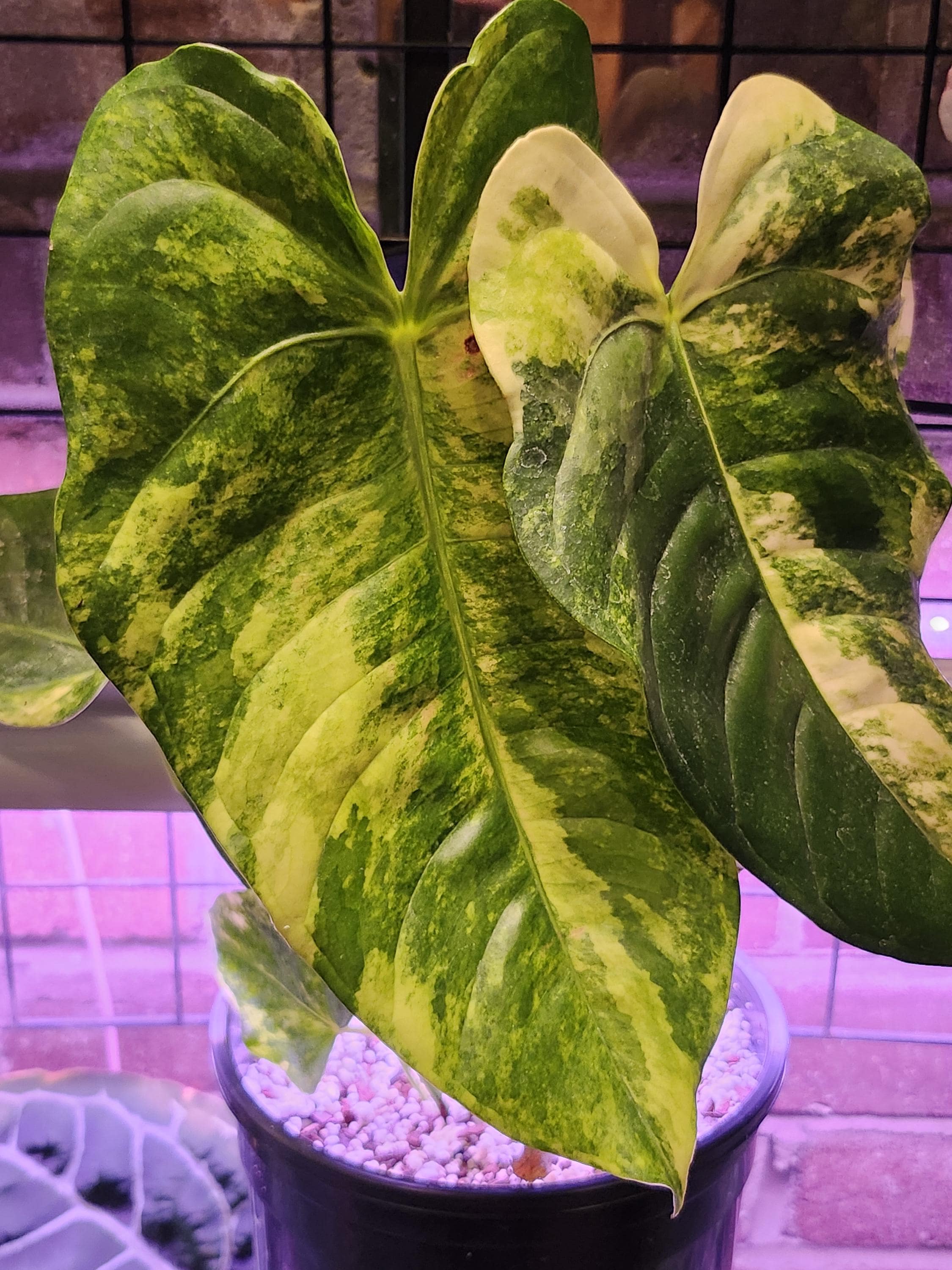 Anthurium Veitchii "the King" Variegated (*rare Item*) - Etsy