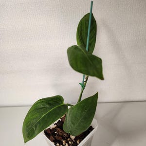 philodendron variegata kaufen 4