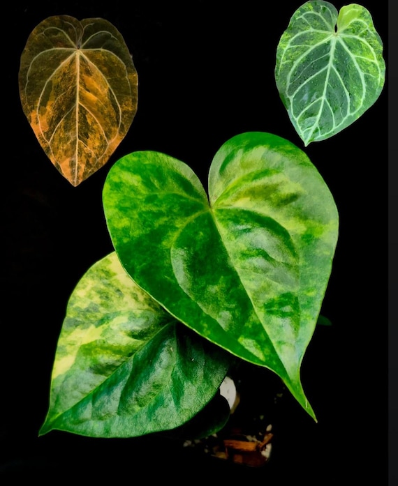 ギター FLY TONE Anthurium Distortion Anthurium Megatron X Anthurium Domino Variegated (*rare Item*) - Etsy