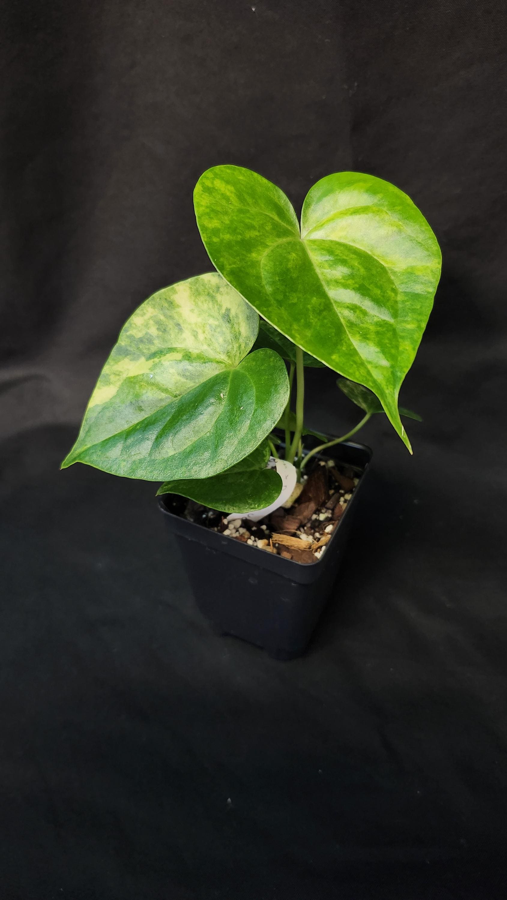Anthurium Megatron X Anthurium Domino Variegated (*rare Item*) - Etsy