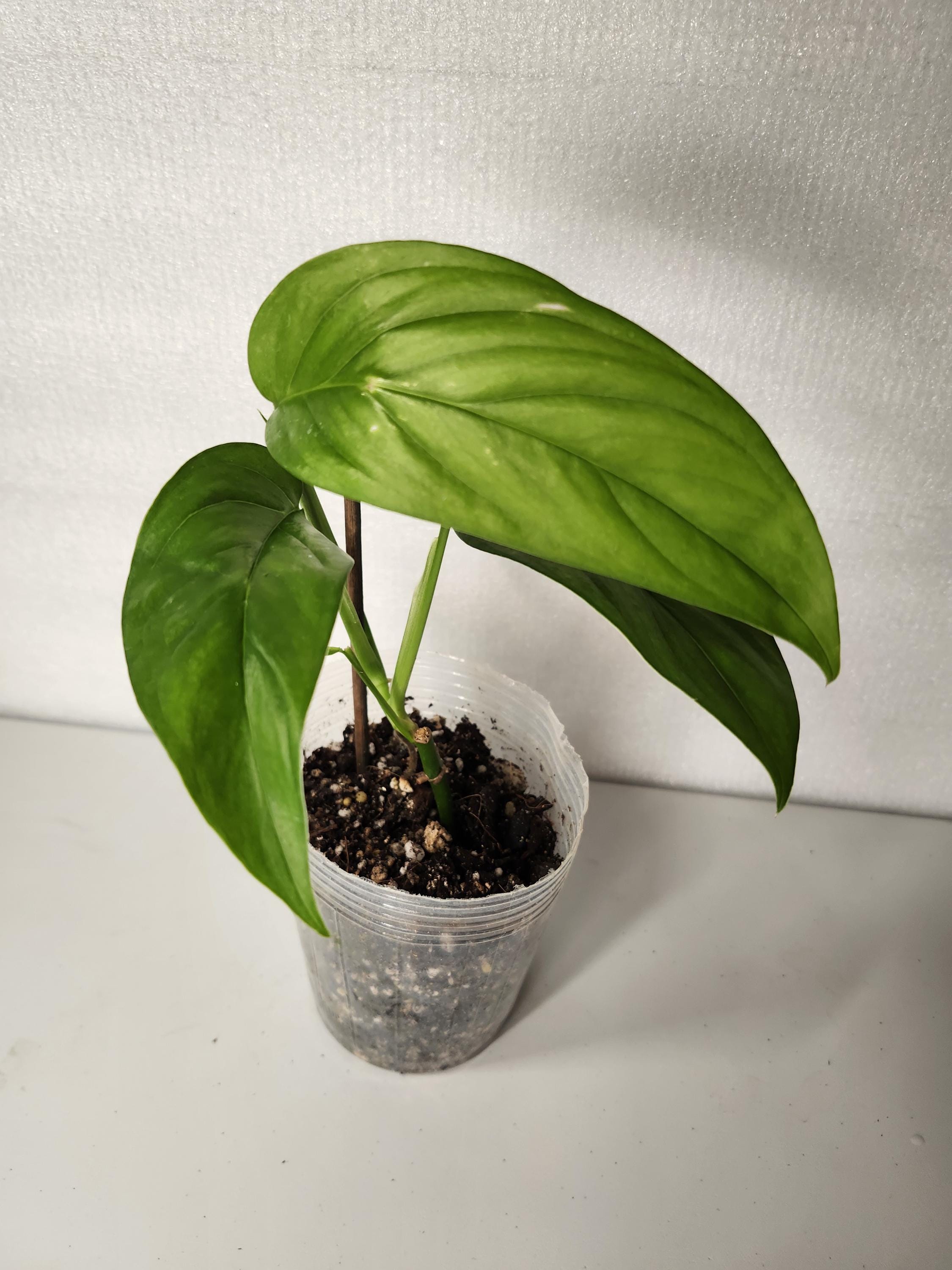 philodendron thalassicum Philodendron hederaceum 'Scandens' | Plants