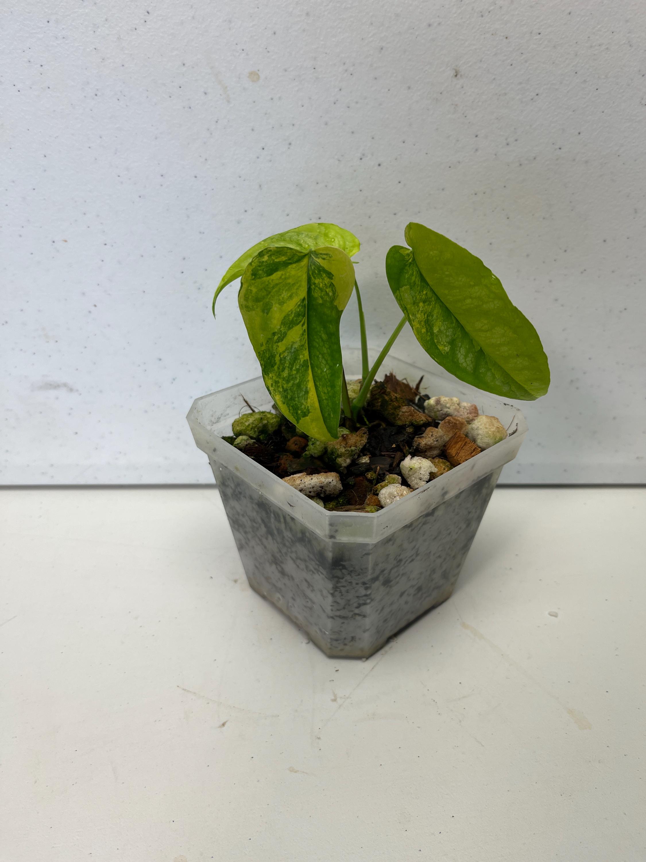 ficus philodendron Philodendron Recurvifolium – Lost in the Forrest