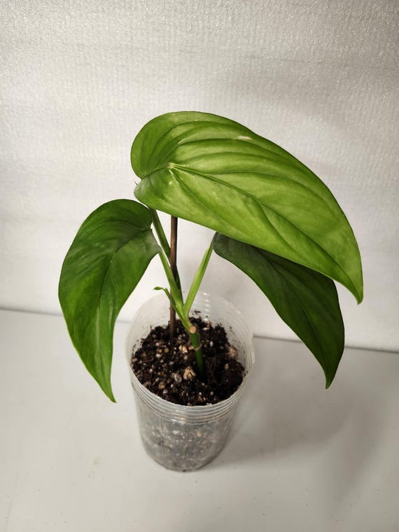 Monstera Obliqua Napo - Etsy