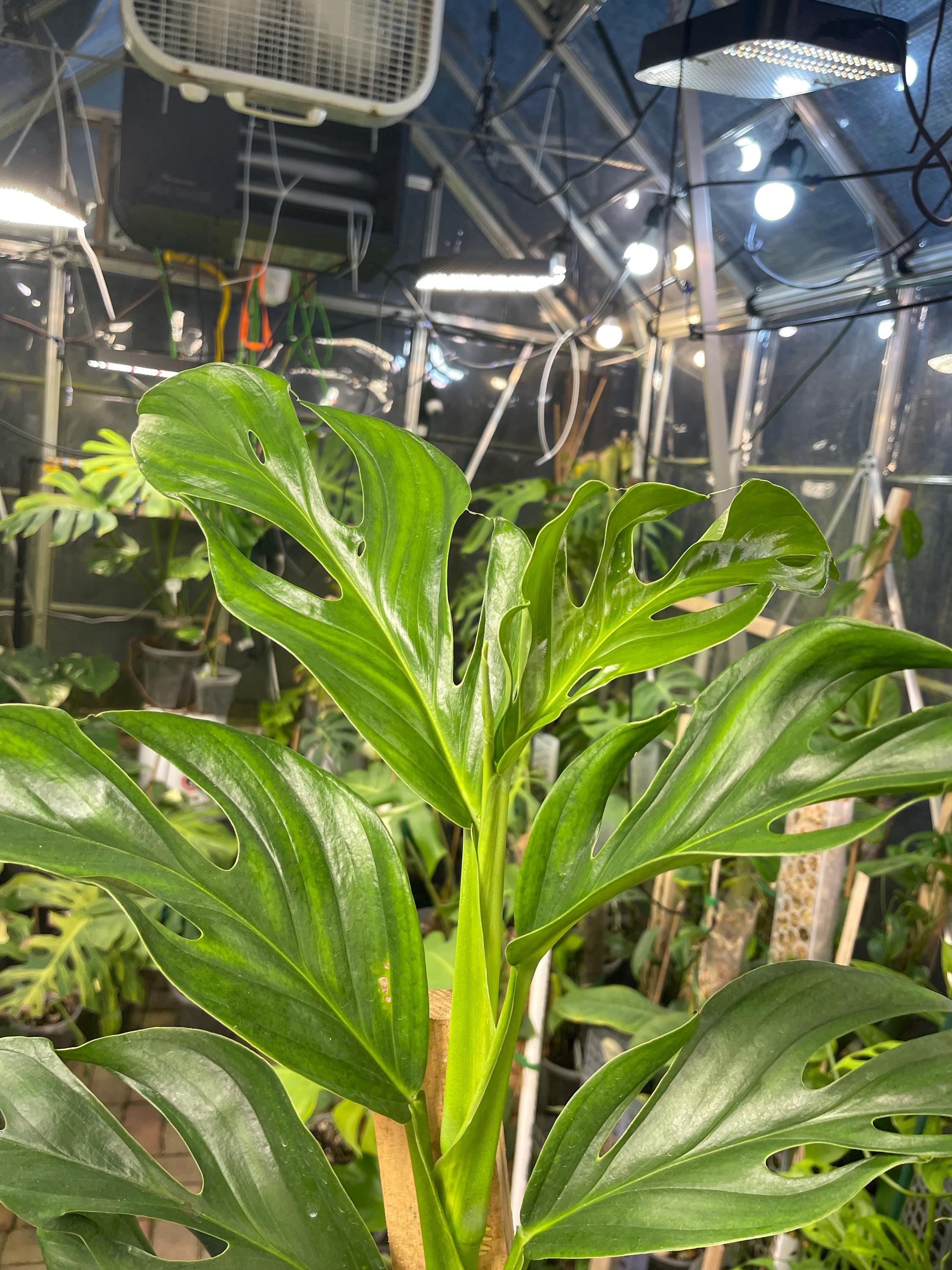 Monstera Dissecta - Etsy