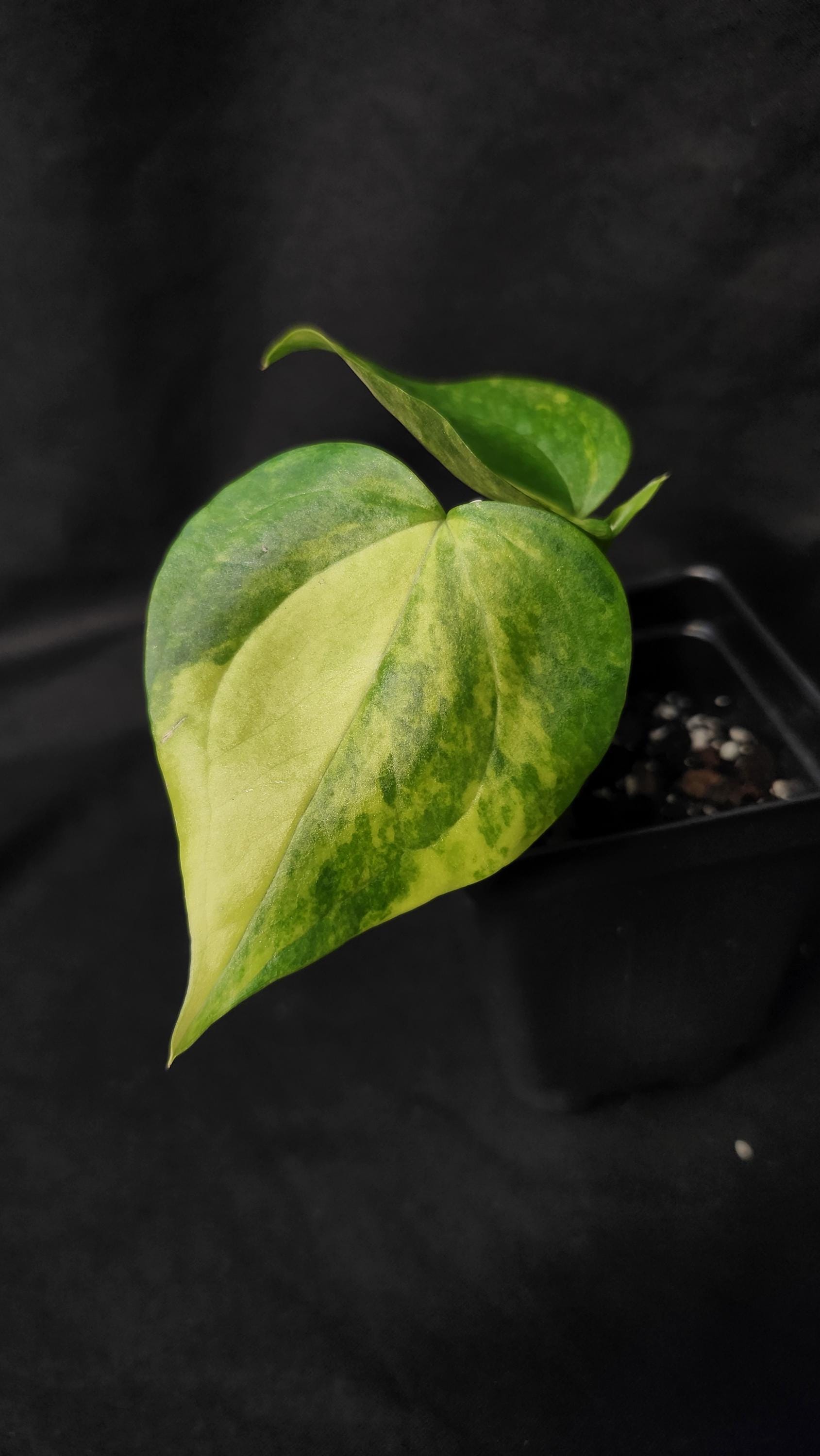 Anthurium Megatron X Anthurium Domino Variegated (*rare Item*) - Etsy