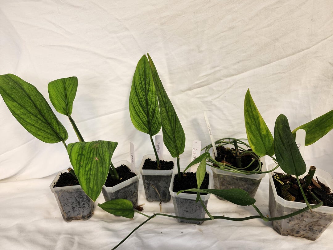 philodendron heartleaf variegated 4” Philodendron hederaceum variegated 'Heart Leaf' hanging basket – Canopy  Plant Co main image 1
