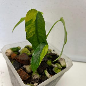 monstera deliciosa 'thai constellation' Monstera Deliciosa Thai Constellation – Jordan's Jungle