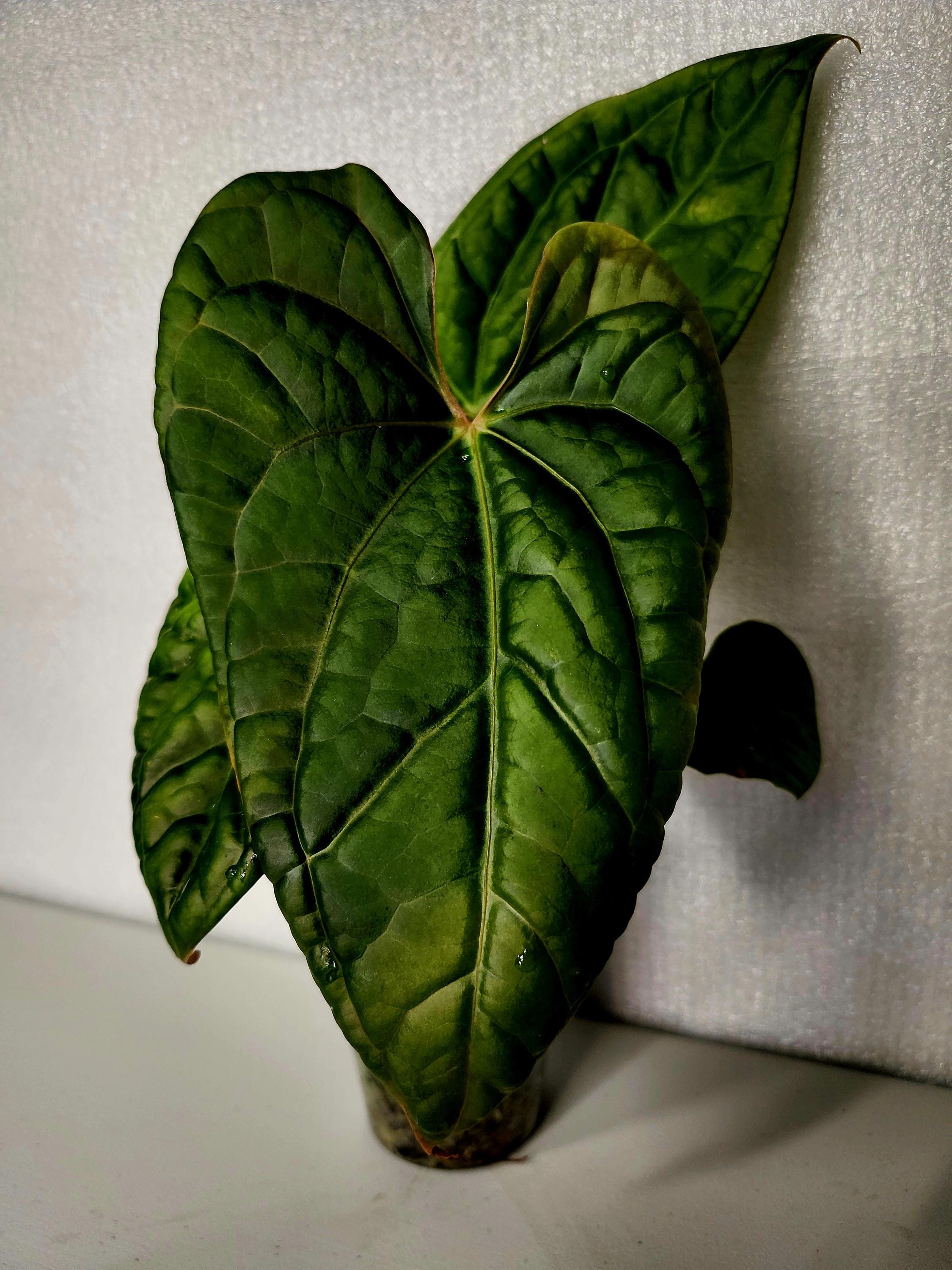 Anthurium Circus Peanuts Hybrid - Etsy