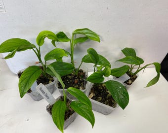 Monstera Dissecta - Etsy