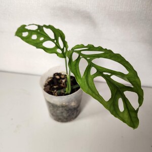 Monstera Obliqua Peru