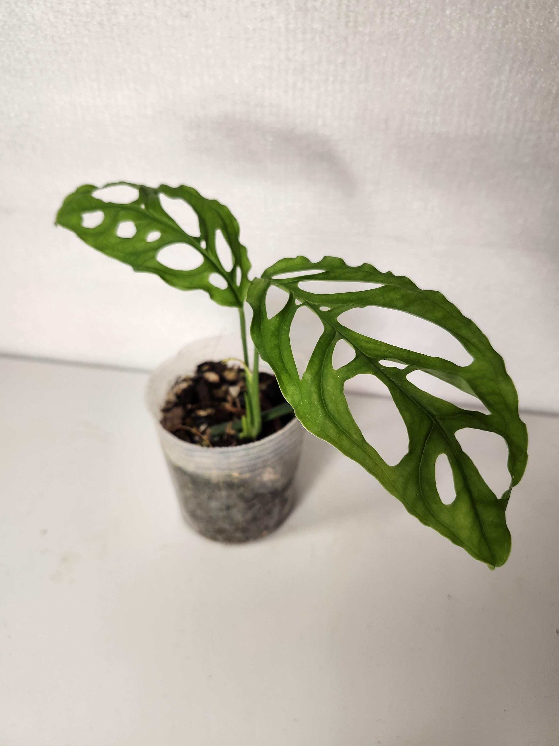 Monstera Obliqua Peru - Etsy