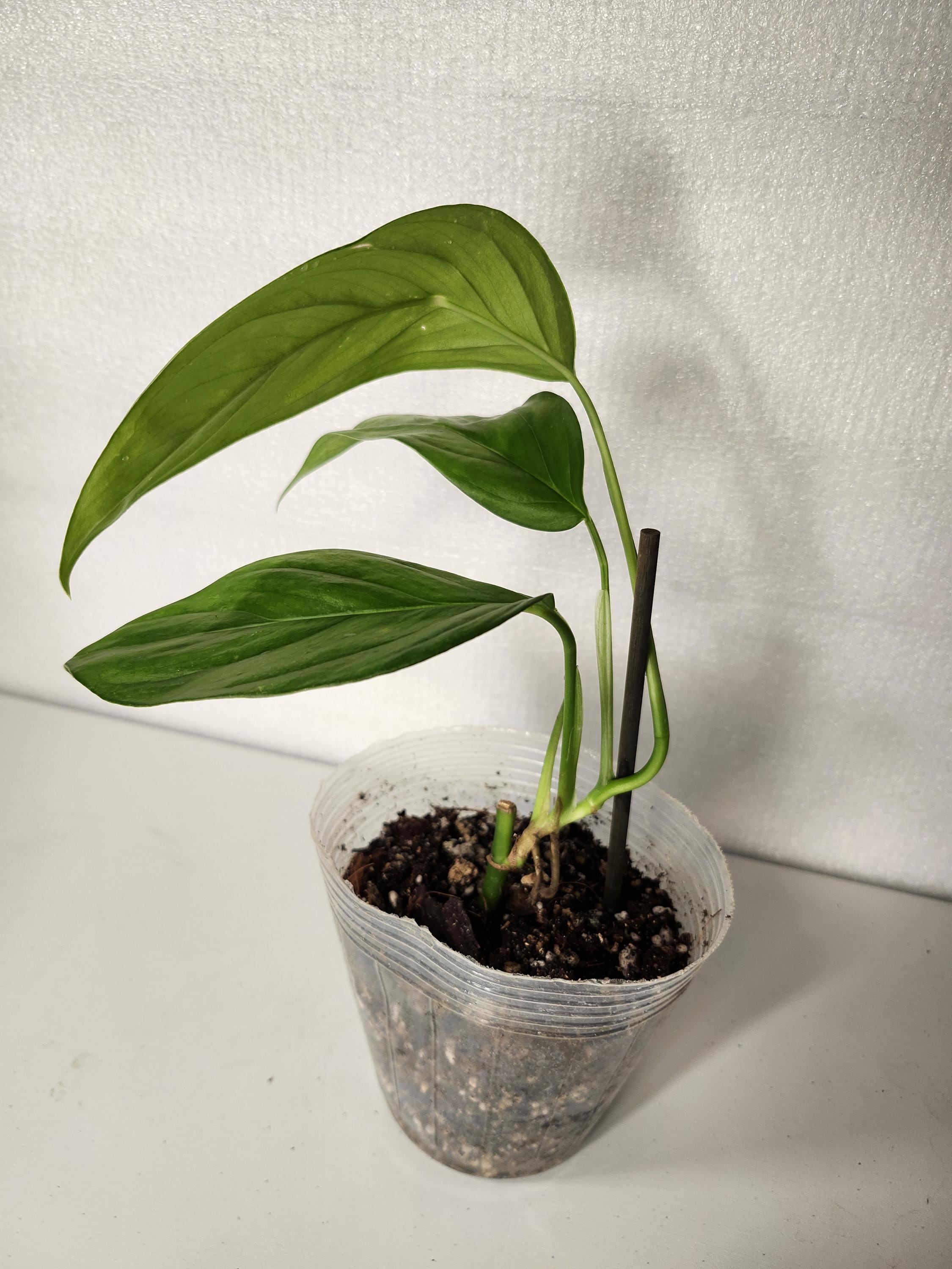 Monstera Obliqua Napo - Etsy