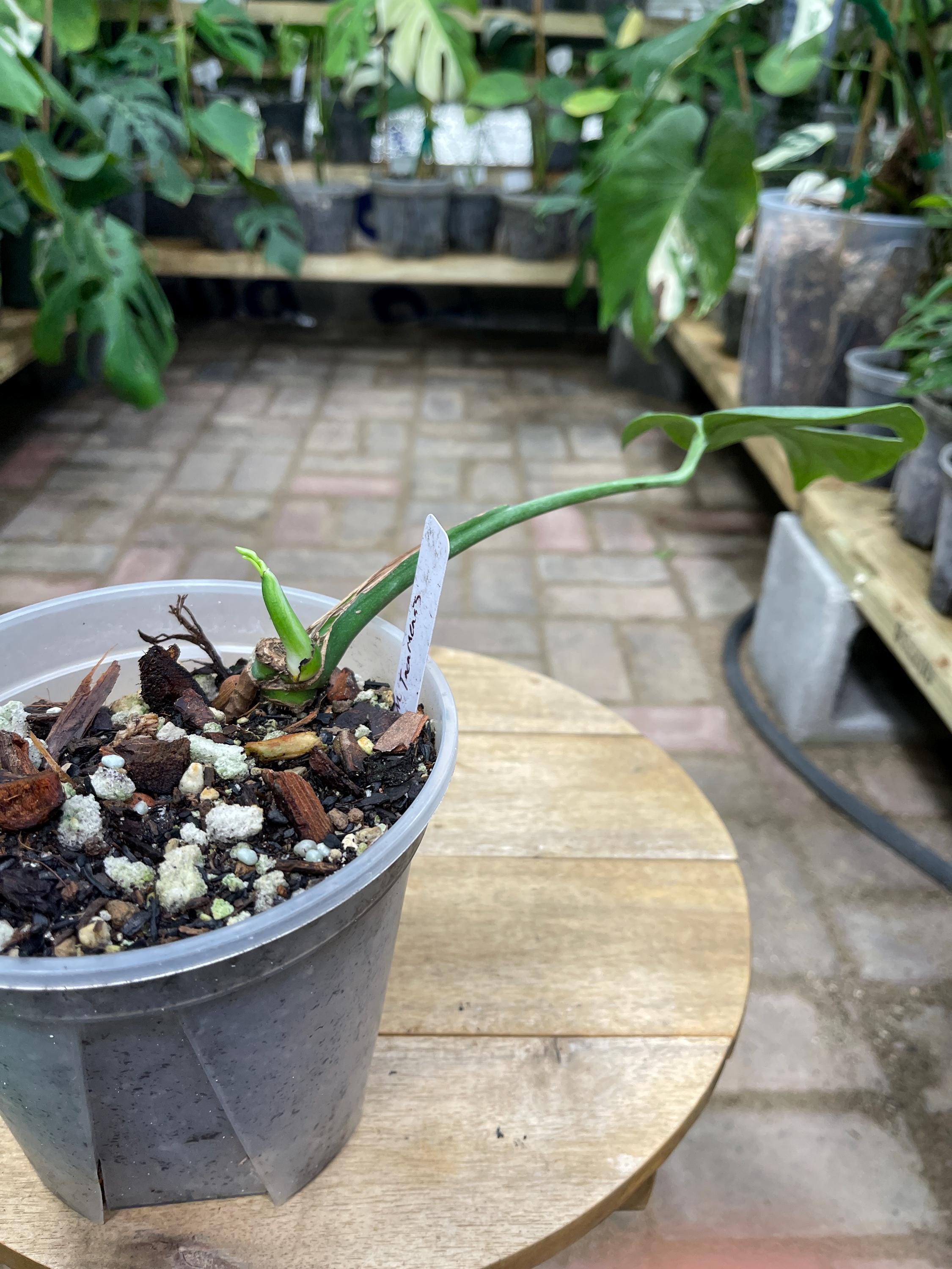 philodendron melinonii ghost Philodendron melinonii 'Ghost' – Bright Neon Melinonii Form main image 0