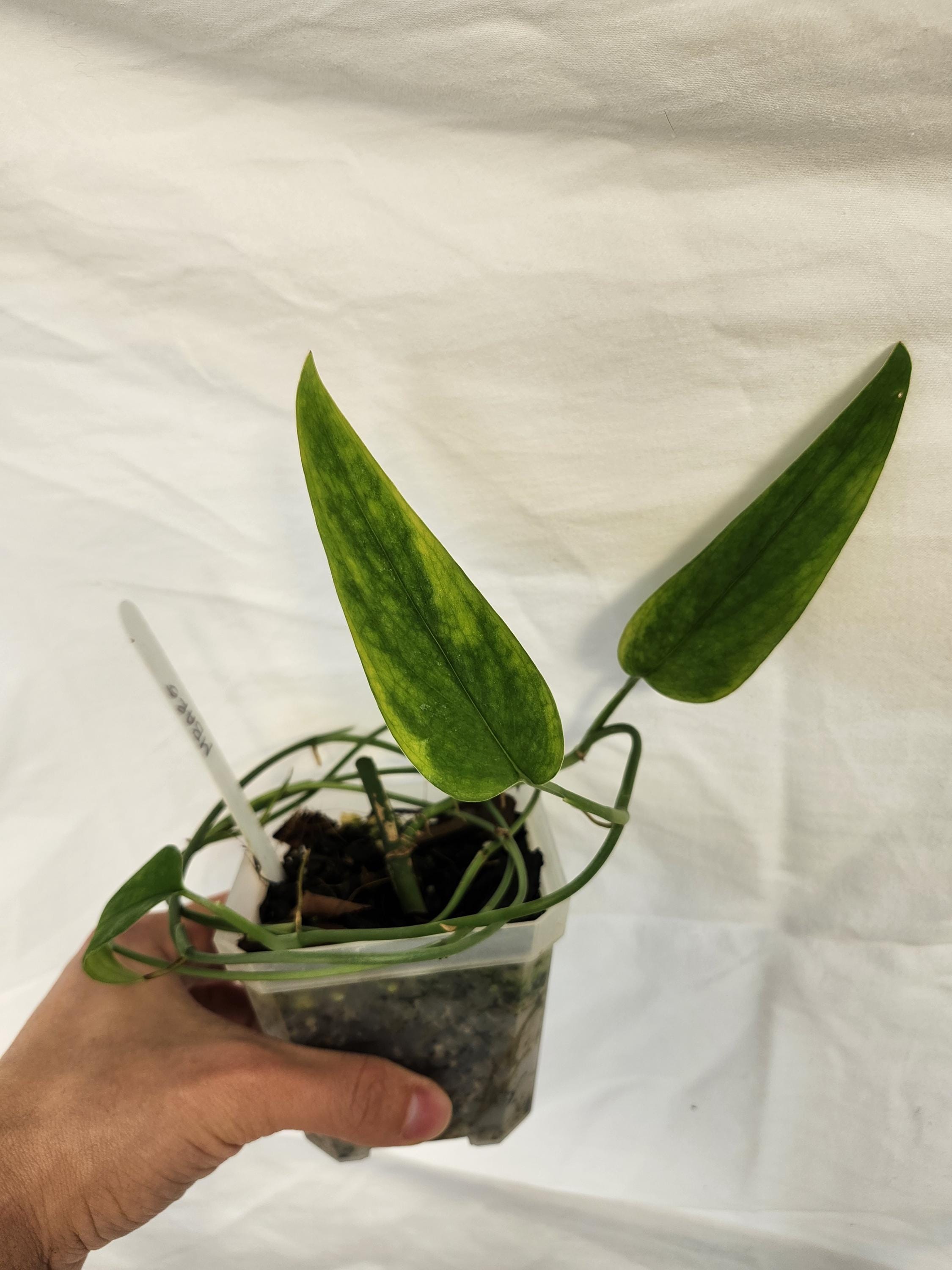 Monstera Barrieri - Etsy