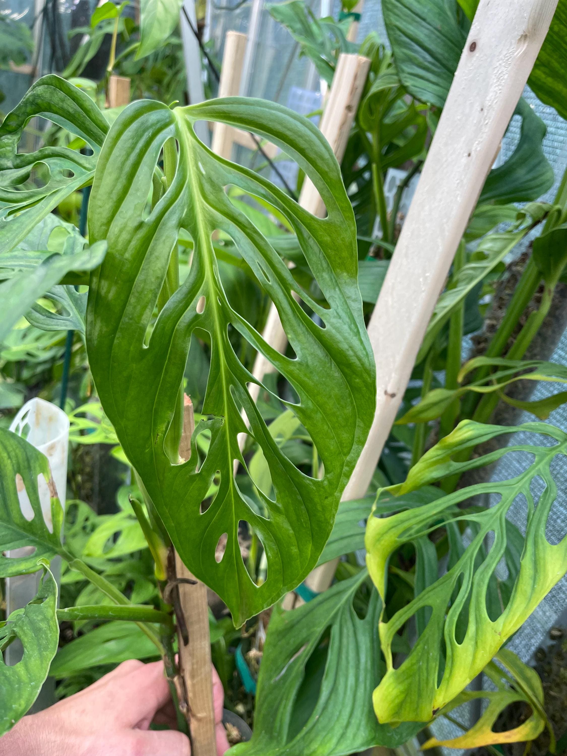 russian sage plant Prime Time Russian Sage – Plant Detectives