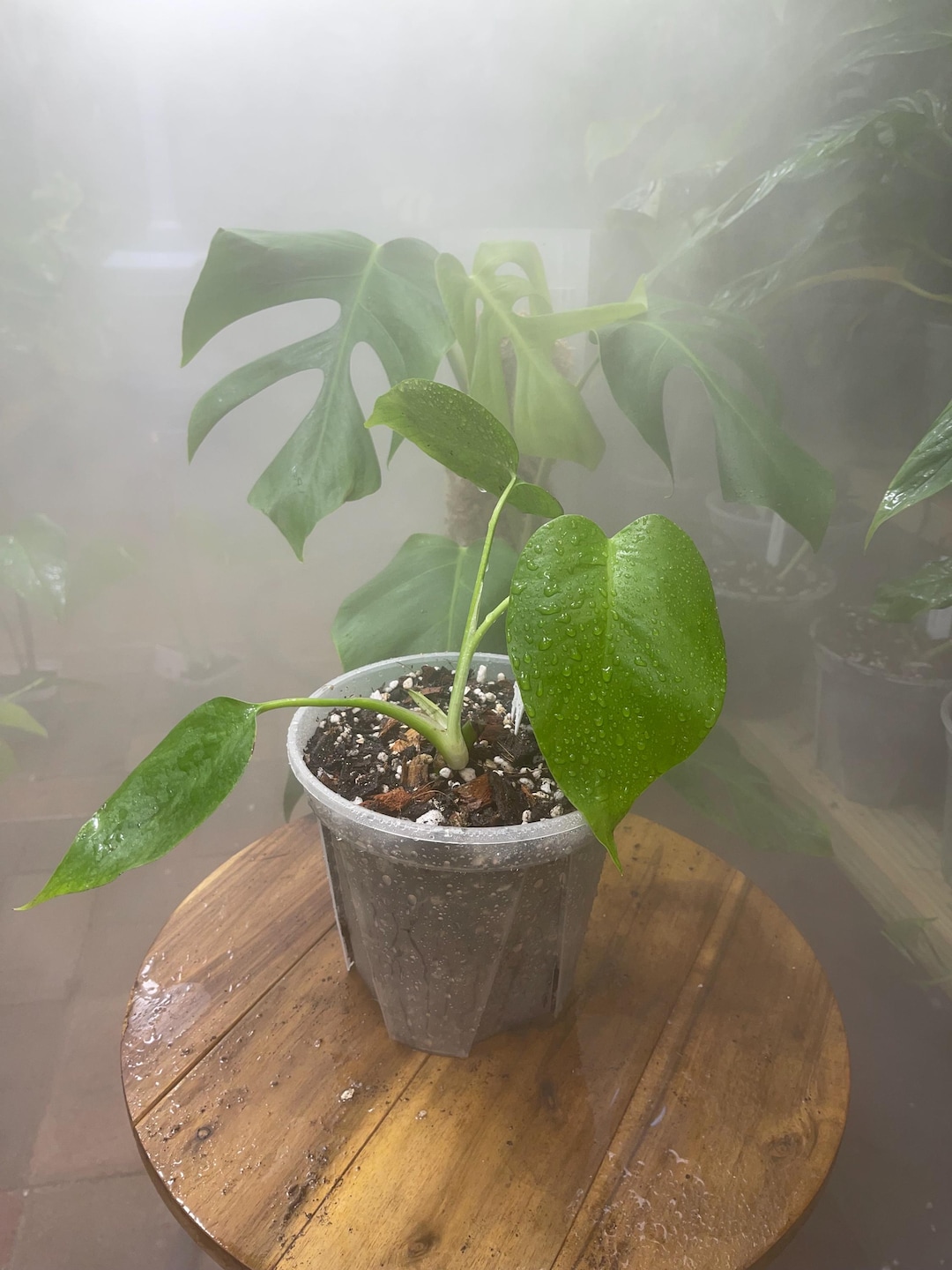 モンステラ シエラナ ハワイアンフォーム MonsteraX Marketplace