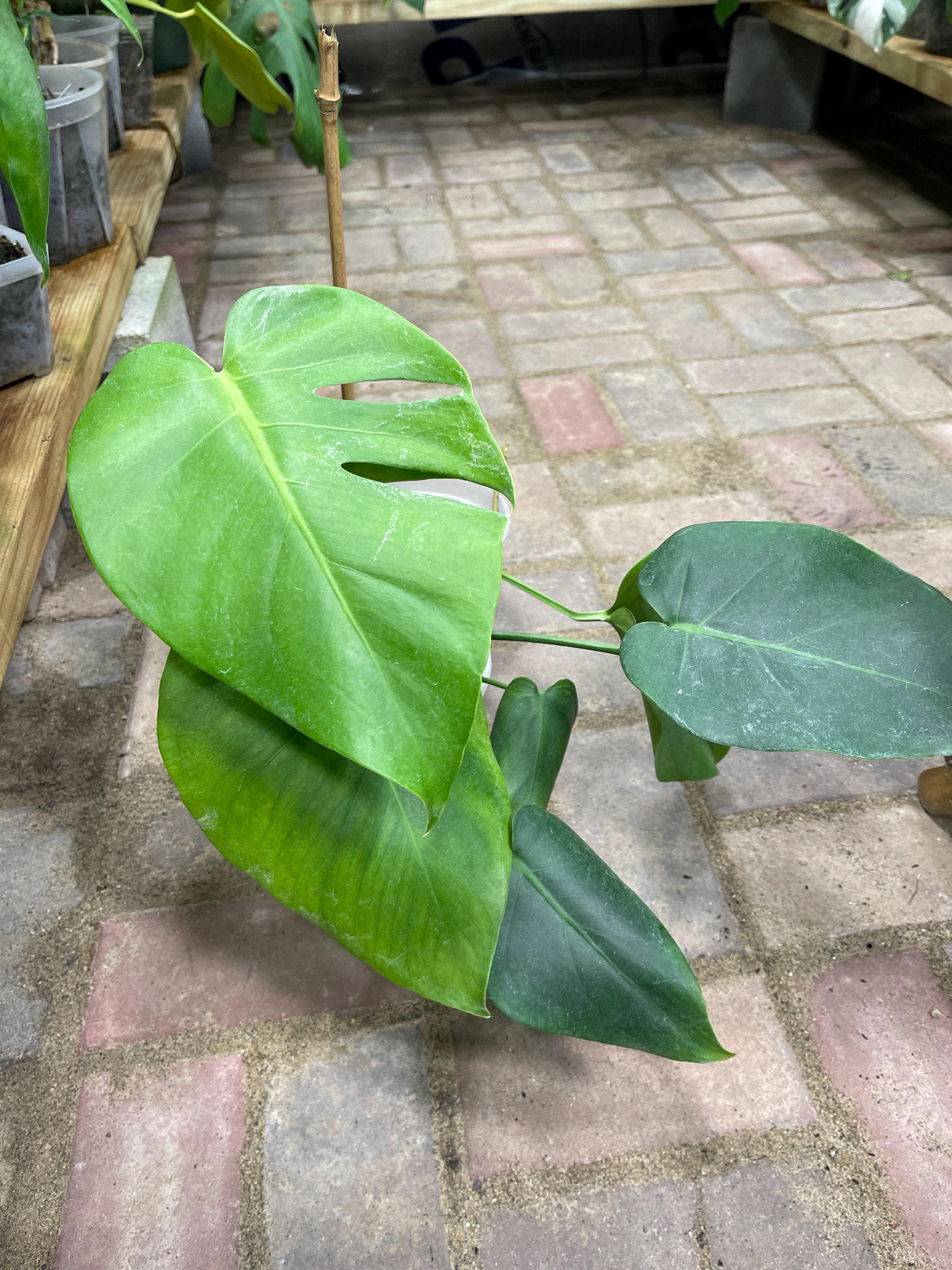 Monstera Tacanaensis - Extreemly Rare - Etsy