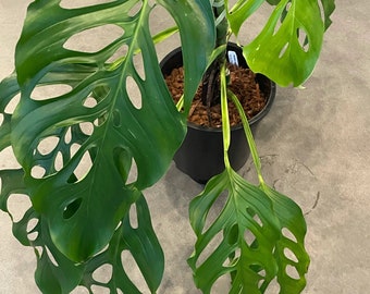 Monstera Acacoyaguensis