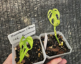 philodendron rubrijuvenile el choco red PHILODENDRON RUBRIJUVENILE 'EL CHOCO' RED – GOLD LEAF GREENHOUSE