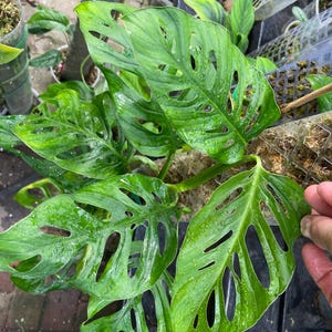 prayer plant seeds Black Prayer Plant - 4 Pot - Maranta Leuconeura Massangeana