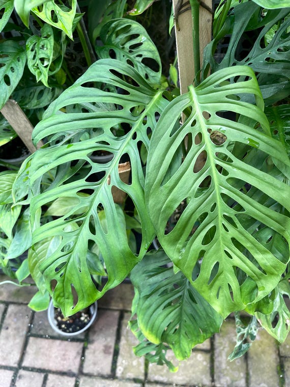 philodendron verrucosum temperature Philodendron Verrucosum | Philo Verrucosum in 4.5” Pot | Rare Potted Indoor  Plant for Delivery | Houseplant for sale